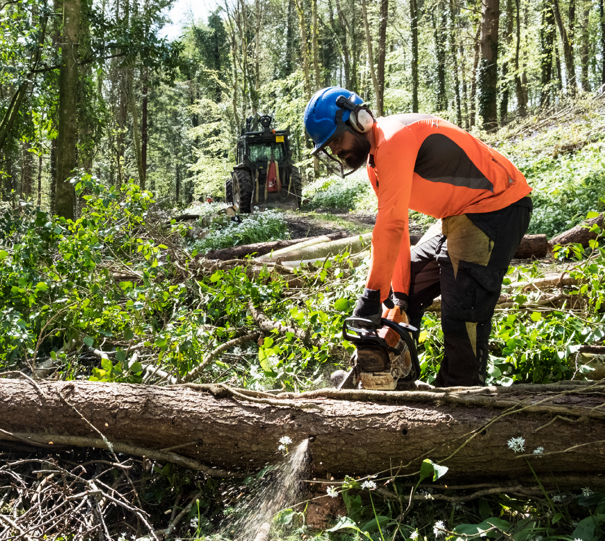 Are You Looking for a Forestry Recruitment Agency in Switzerland?