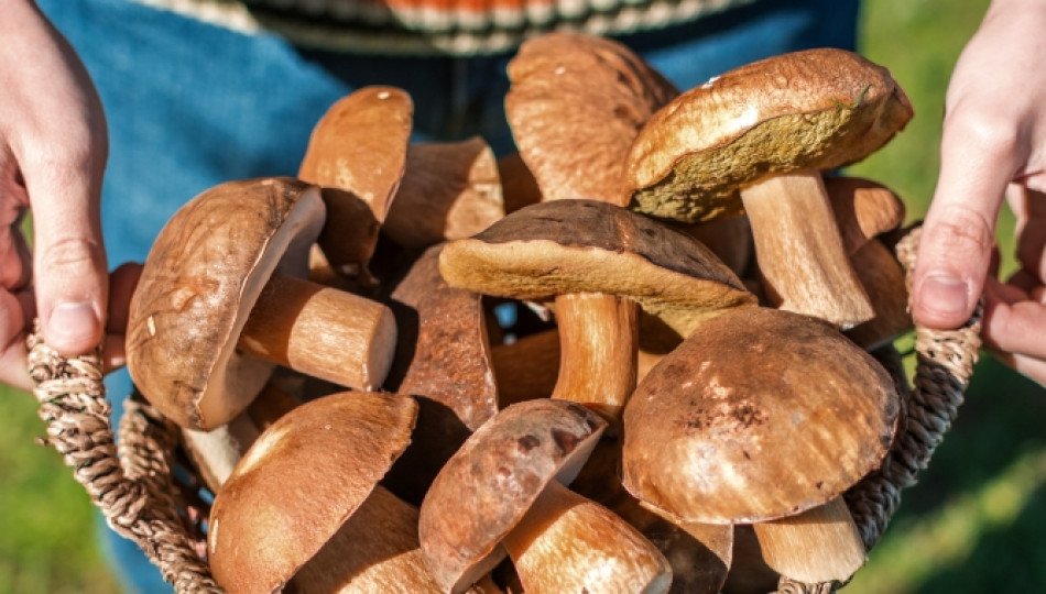 polish-obsession-with-mushroom-picking polish-obsession-with-mushroom-picking